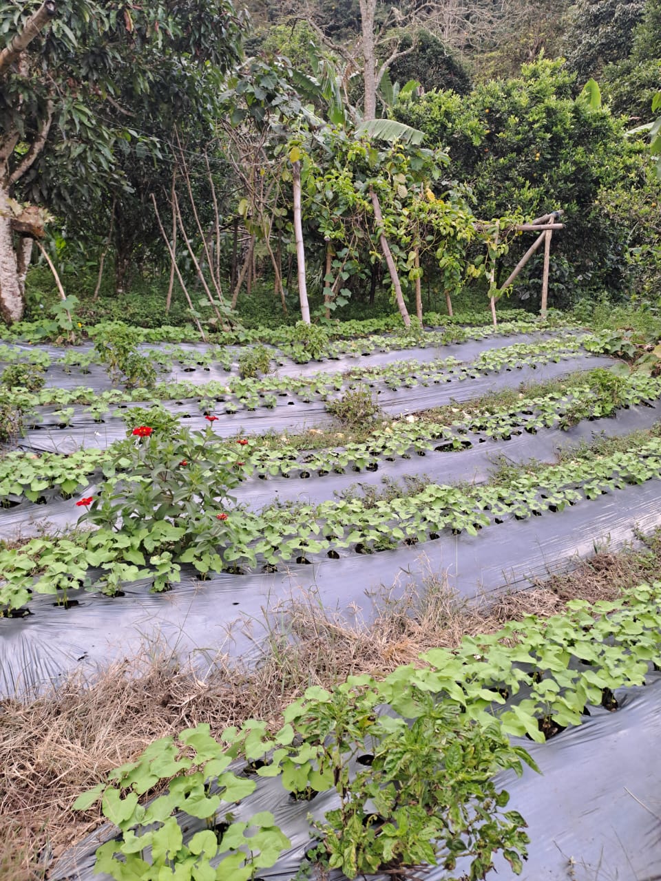 Casa finca vereda Guamal Heliconia